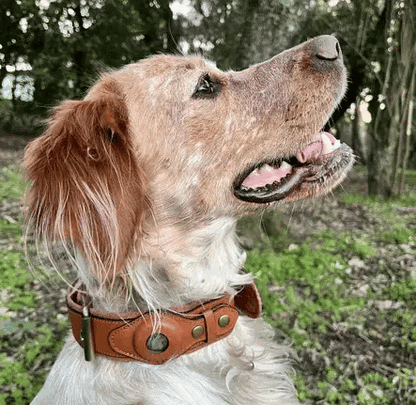Durable Leather Airtag Dog Collar™ "AIR TAG INCLUDED"